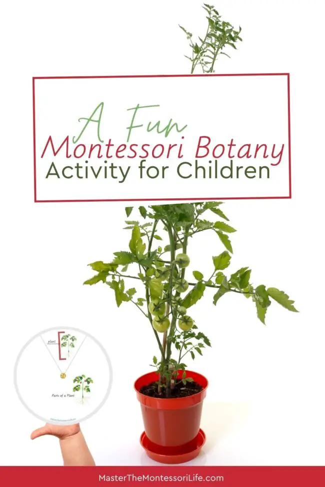 Are you ready to wow your child with a fun Montessori Botany activity that will teach them the Montessori parts of a plant.