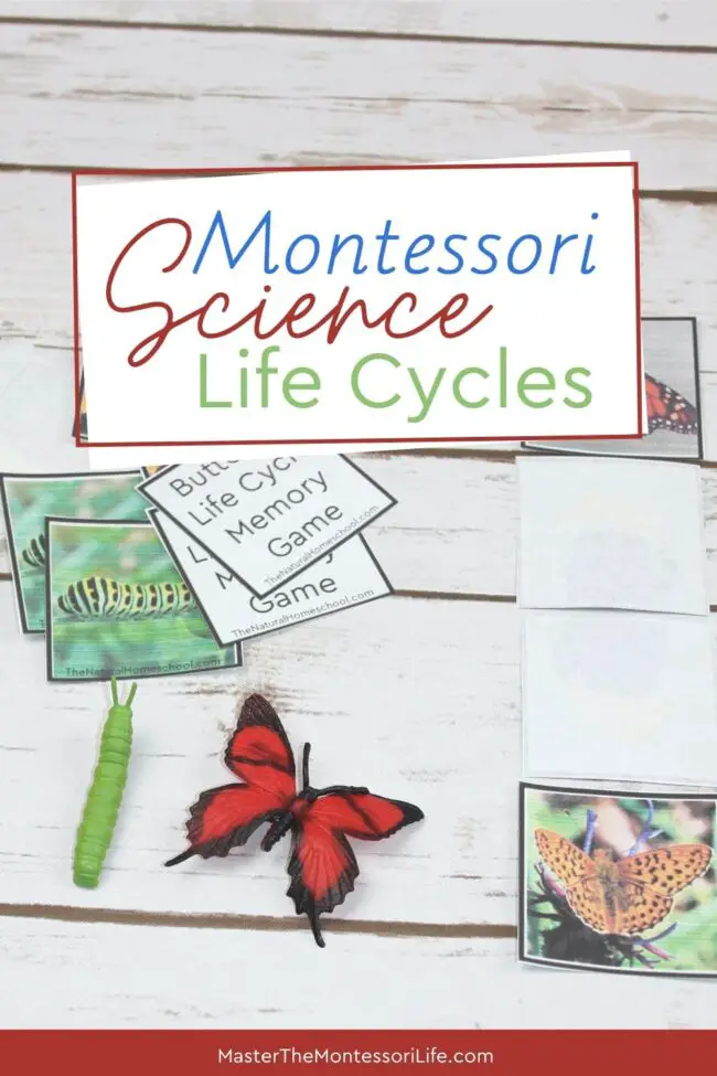 In this training, we will be focusing on how to go about using life cycle activities for Montessori Science, whether it is Botany or Zoology.