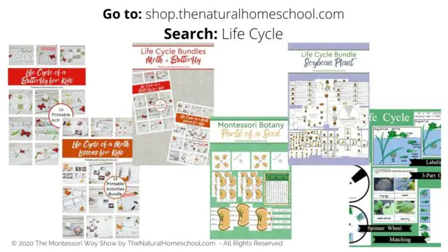 In this training, we will be focusing on how to go about using life cycle activities for Montessori Science, whether it is Botany or Zoology.