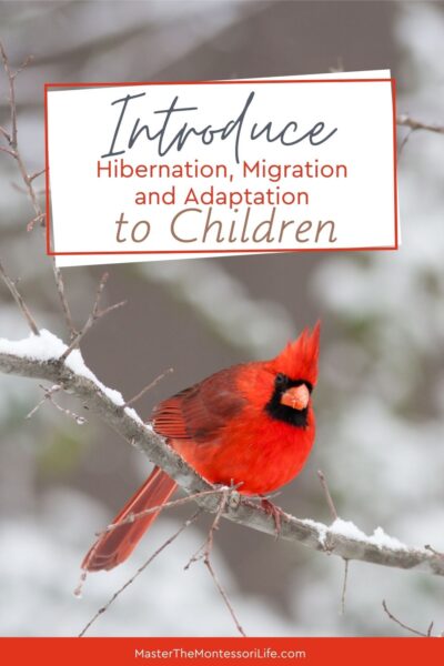 When you introduce your children to the concepts of hibernation, migration and adaptation, you will love to learn how they find food, which ones follow each of these survival techniques and so much more.