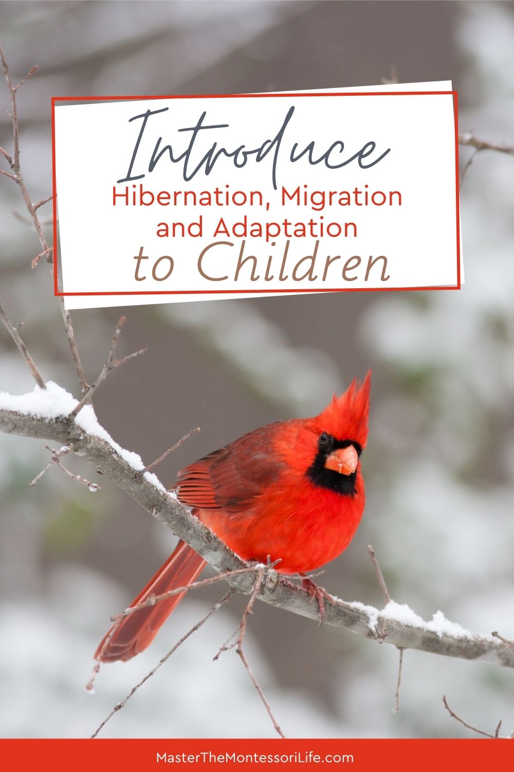 Introduce Hibernation, Migration and Adaptation to Children