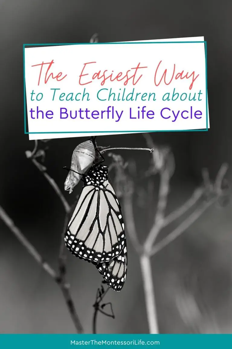 The Easiest Way to Teach Children about the Butterfly Life Cycle