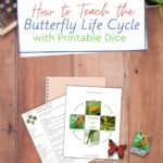 In this post, I will share with you how to teach the butterfly life cycle with a hands-on activity using printable dice.