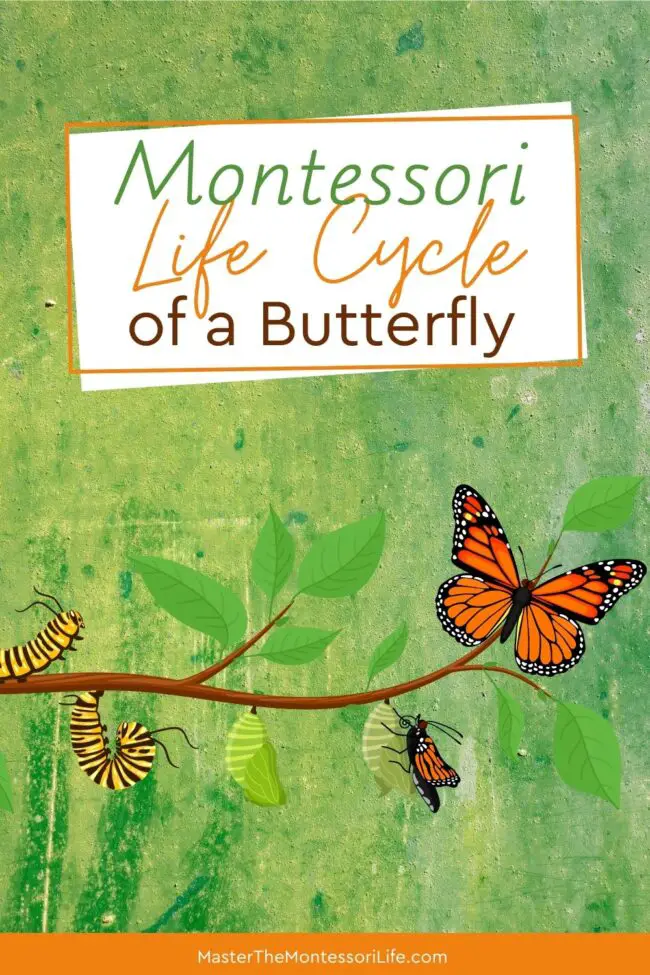 In this post, I will show you a great way to teach 4 stages of the Montessori life cycle of a butterfly using 3-part cards.