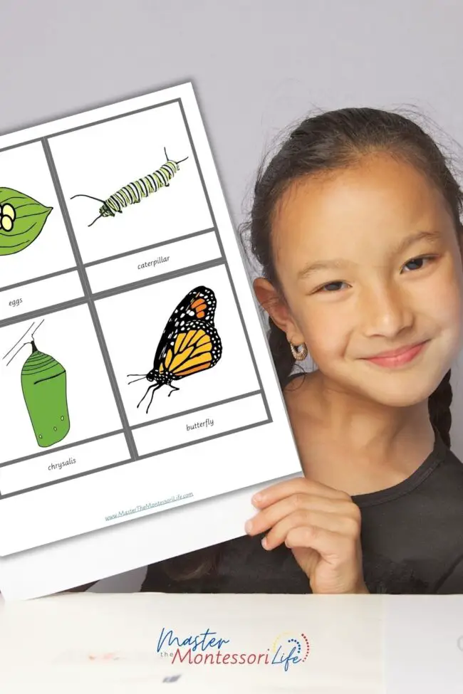 In this post, I will show you a great way to teach 4 stages of the Montessori life cycle of a butterfly using 3-part cards.