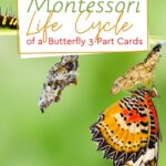 In this post, we will talk about how you can teach children with Montessori life cycle of a butterfly 3-part cards.