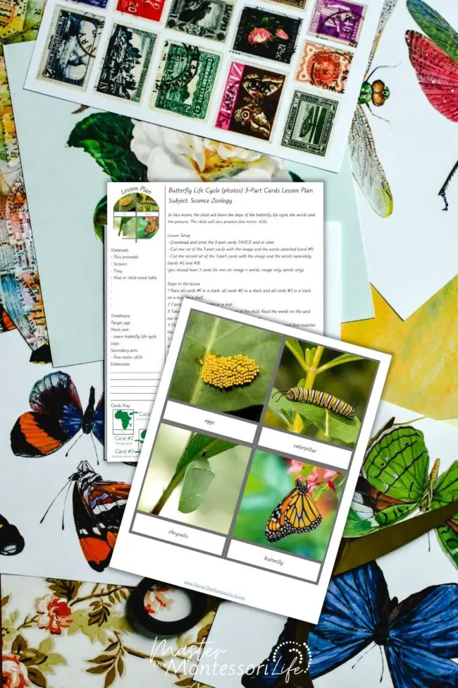 In this post, we will talk about how you can teach children with Montessori life cycle of a butterfly 3-part cards.